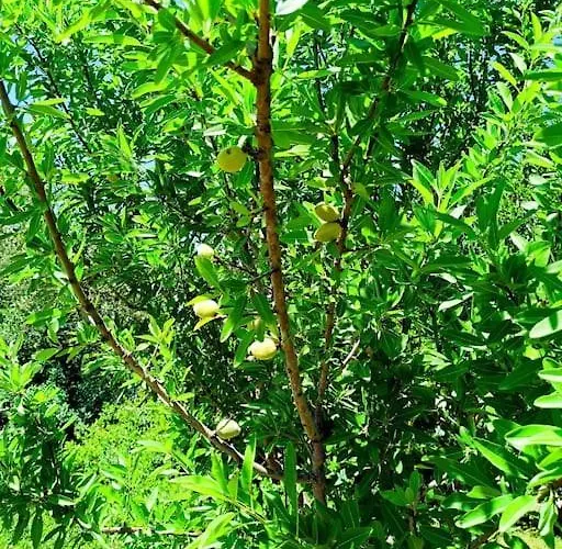 Trulli Del Panorama Semesterbostad Villa Castelli