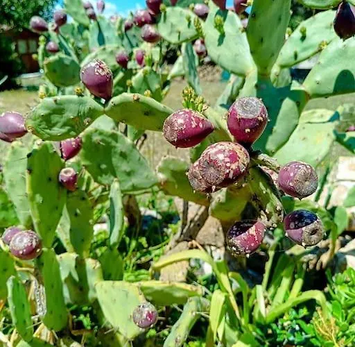 Semesterbostad Trulli Del Panorama *