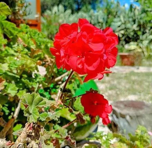 Tatil Evi Trulli Del Panorama Villa Castelli